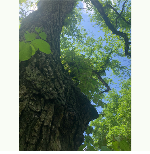 A tree with green leaves

Description automatically generated