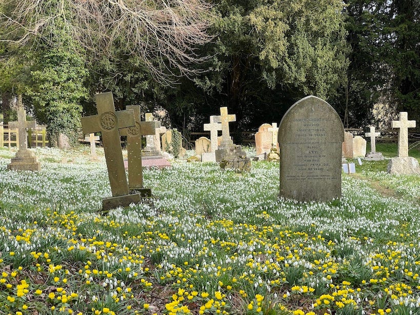 Snowdrops (Galanthus nivalis) in a local graveyard