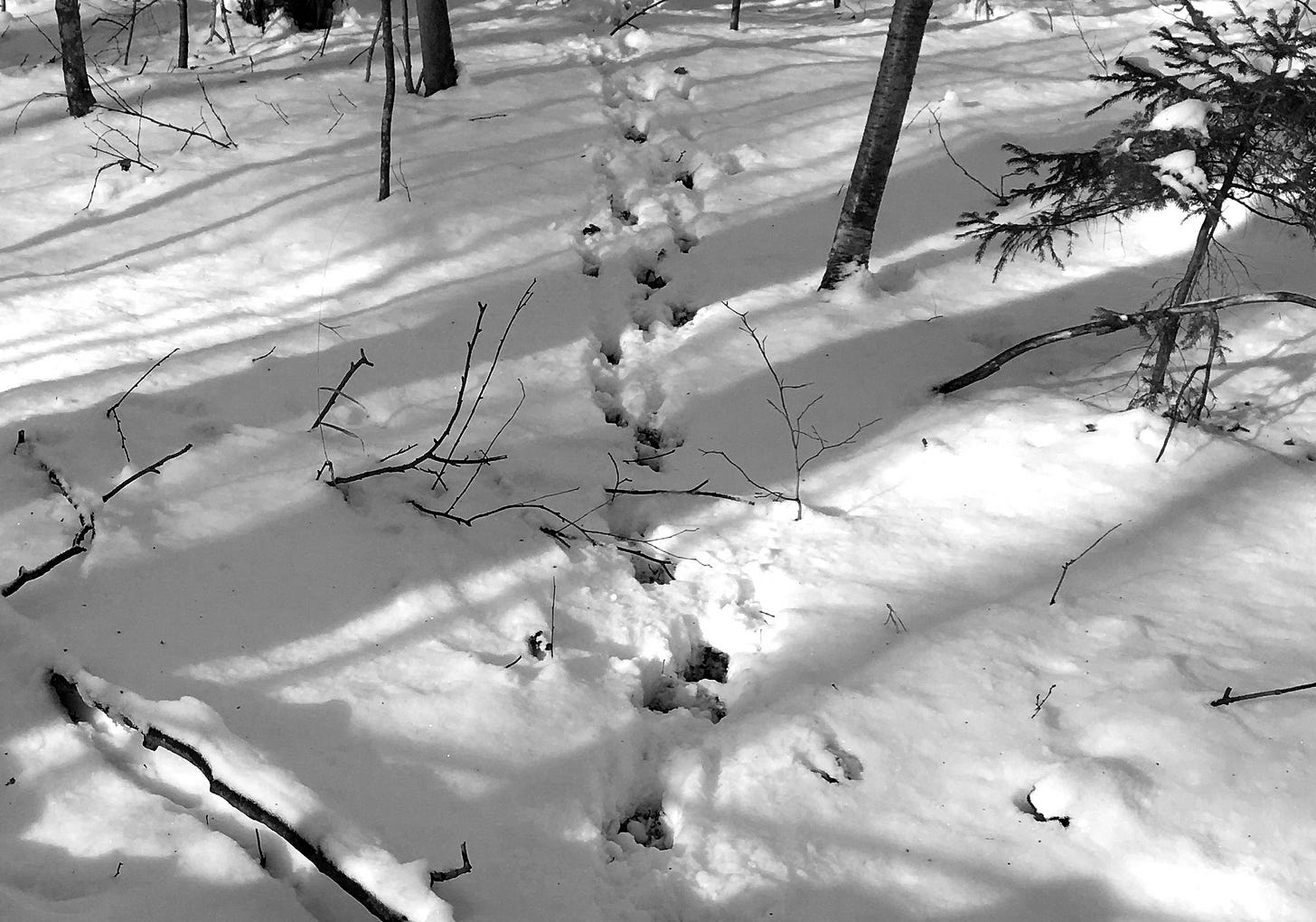 Deer tracks in the snowy woods.