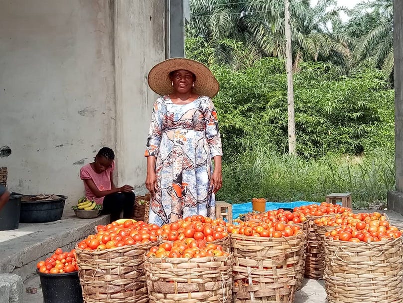 Agric Economists and CEO, of Uwakinyene Glorious Farms, Inimfon Patrick, showing her harvest of tomatoes at the farm in Ukana Uwa-East, Essien Udim LGA (Credit-Ibanga Isine)