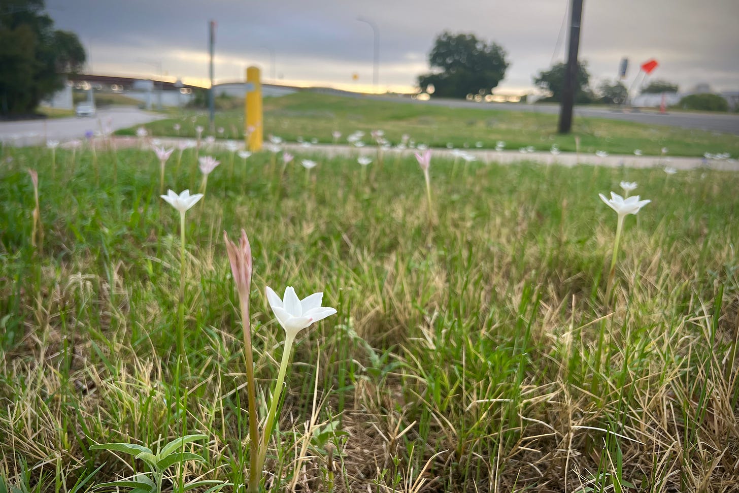 Rain lilies in bloom on a traffic median