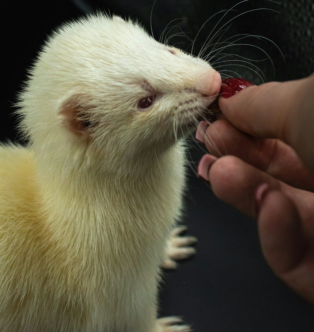 a person feeding a ferret a piece of fruit a person feeding a ferret a piece of fruit
