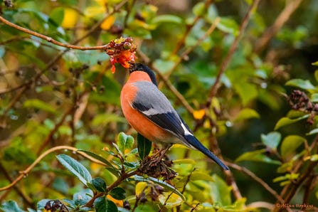 Wildlife-friendly gardening in November | Dorset Wildlife Trust