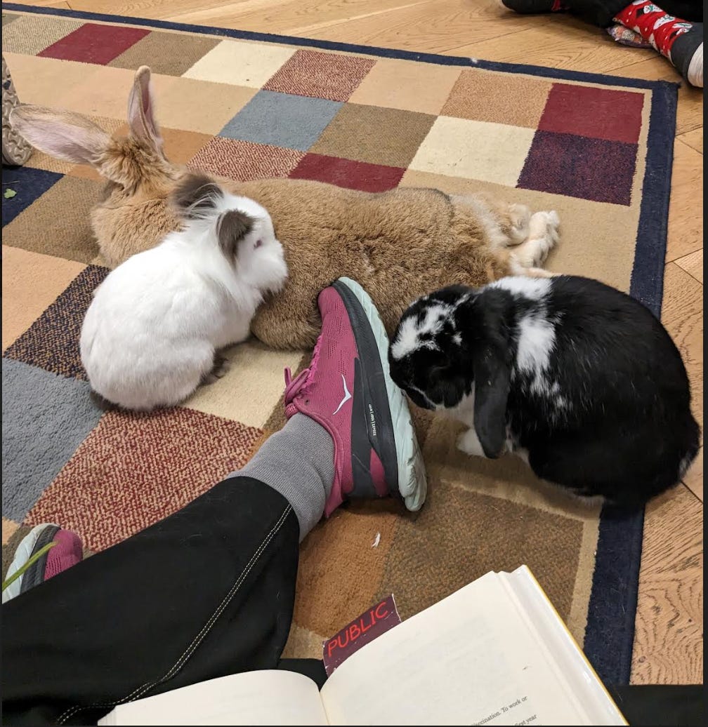 3 bunnies are by Nathalie's purple Hoka one snearker wearing feet/. There's a white bunnie with gray ear and blood red eyes, a black and white bunny sniffing her show, and a brown bunnie laying on its stomach  
