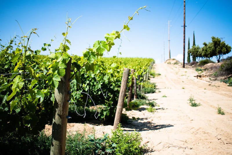 Green grape vines in a vineyard along a dusty road.