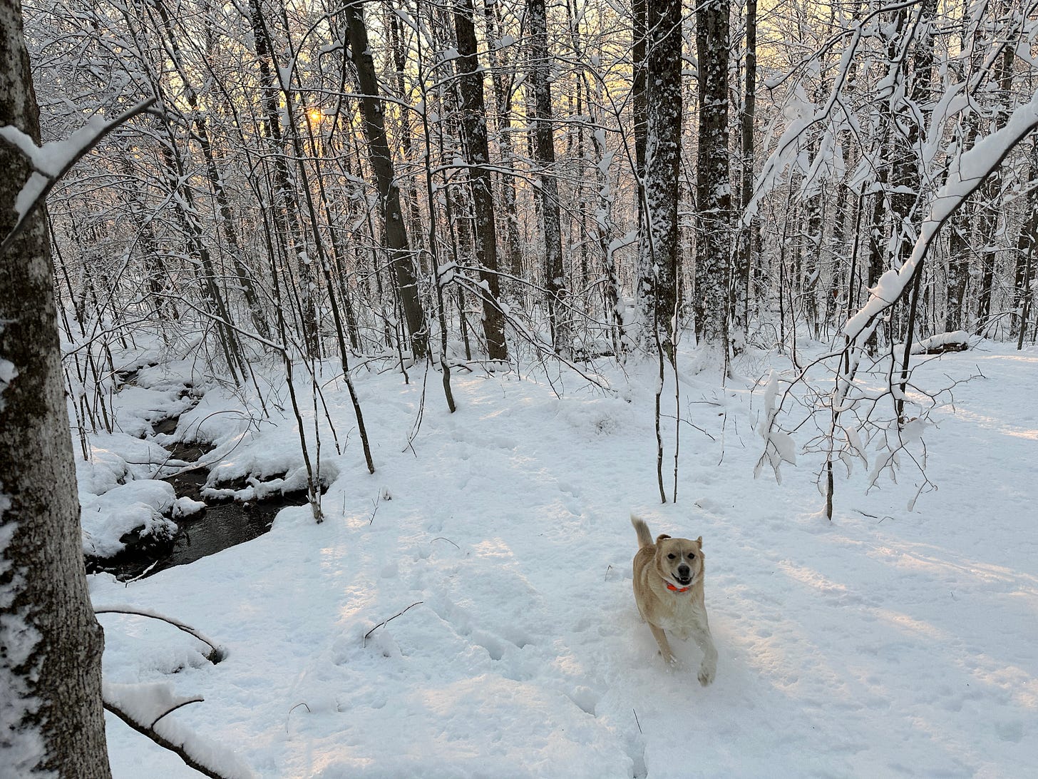 Maya running through the snowy woods