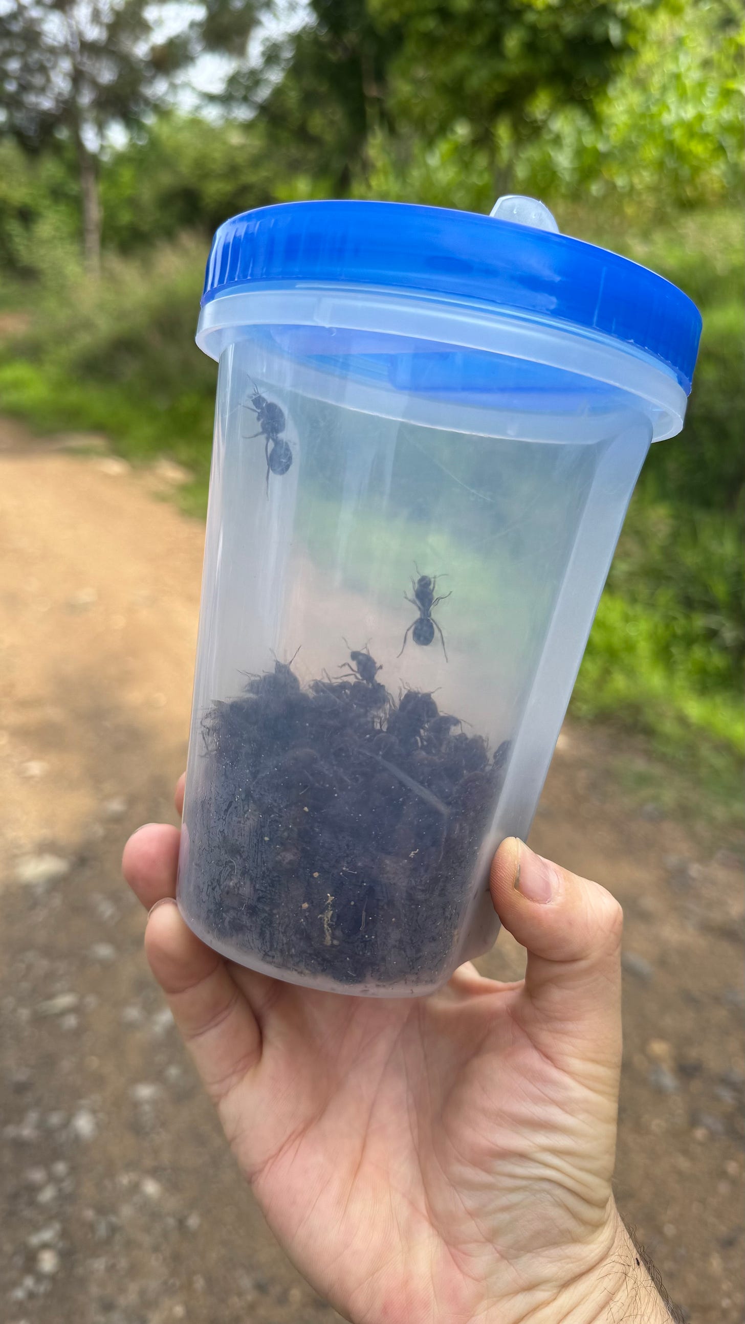 A plastic container filled with chicatana ants.