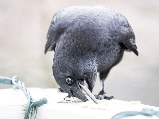 George the Crow eating peanuts
