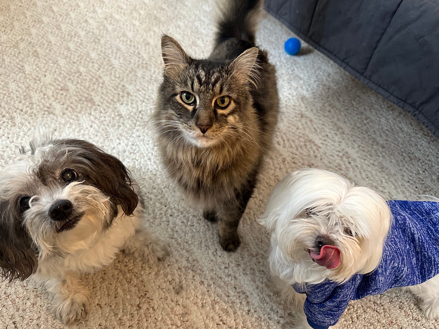 Photo of Roxy (Havanese), Dexter (Maine Coon), and Indy (Maltese)