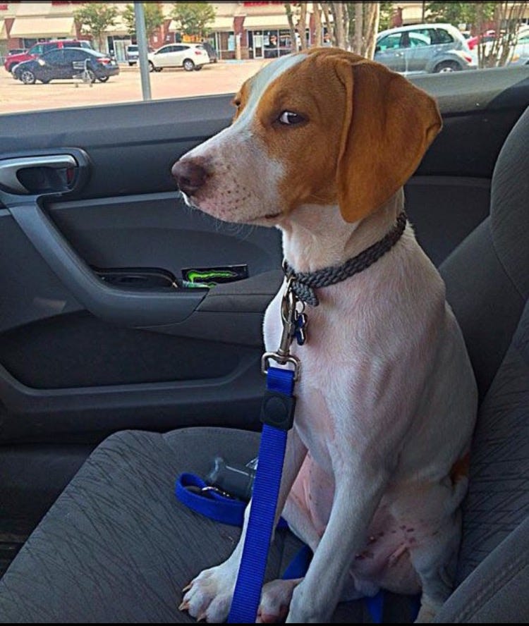 Suspicious Dog in Car Blank Template - Imgflip