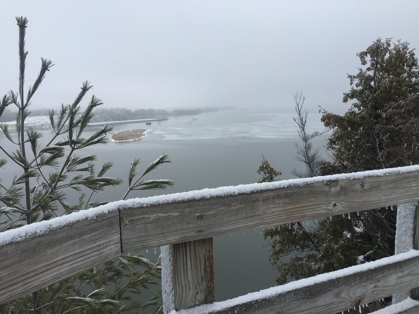 A snowy view of a river with evergreens in the foreground.