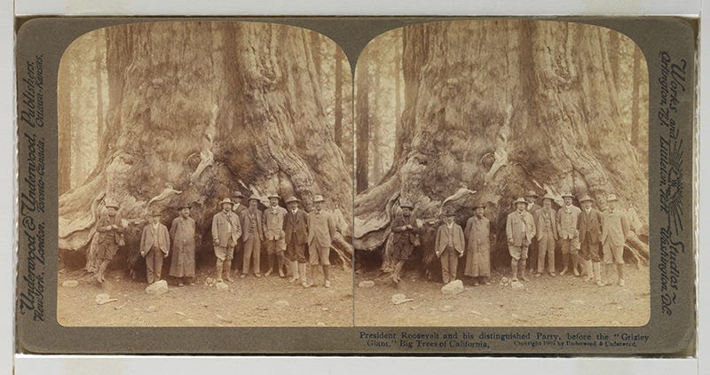 Stereography of Teddy Roosevelt and companions at the base of a giant redwood