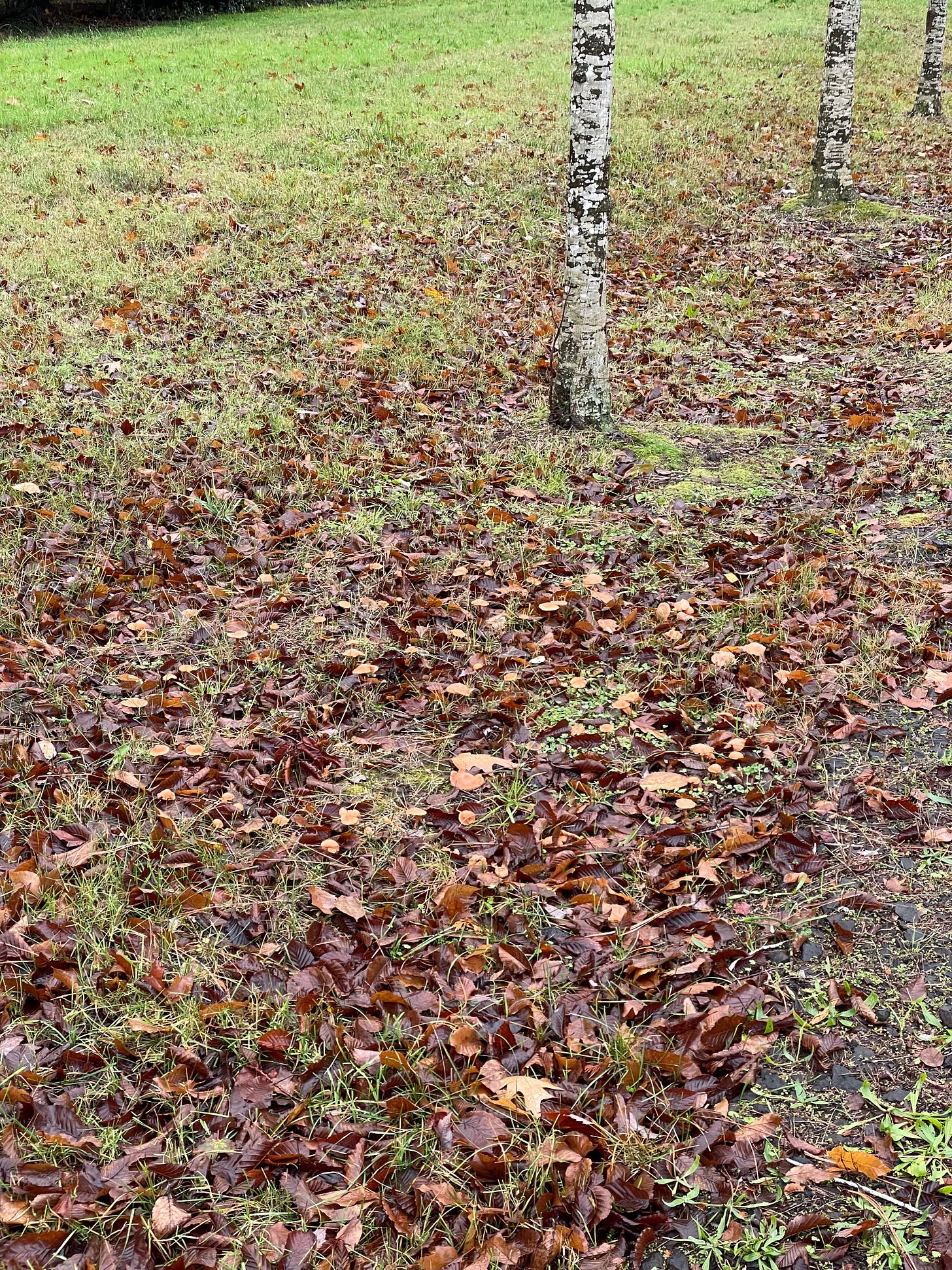 on a path lined with tidy rows of trees there are leaves littered all over the grass, and a clump of orange brown mushrooms in a circle sort of shape