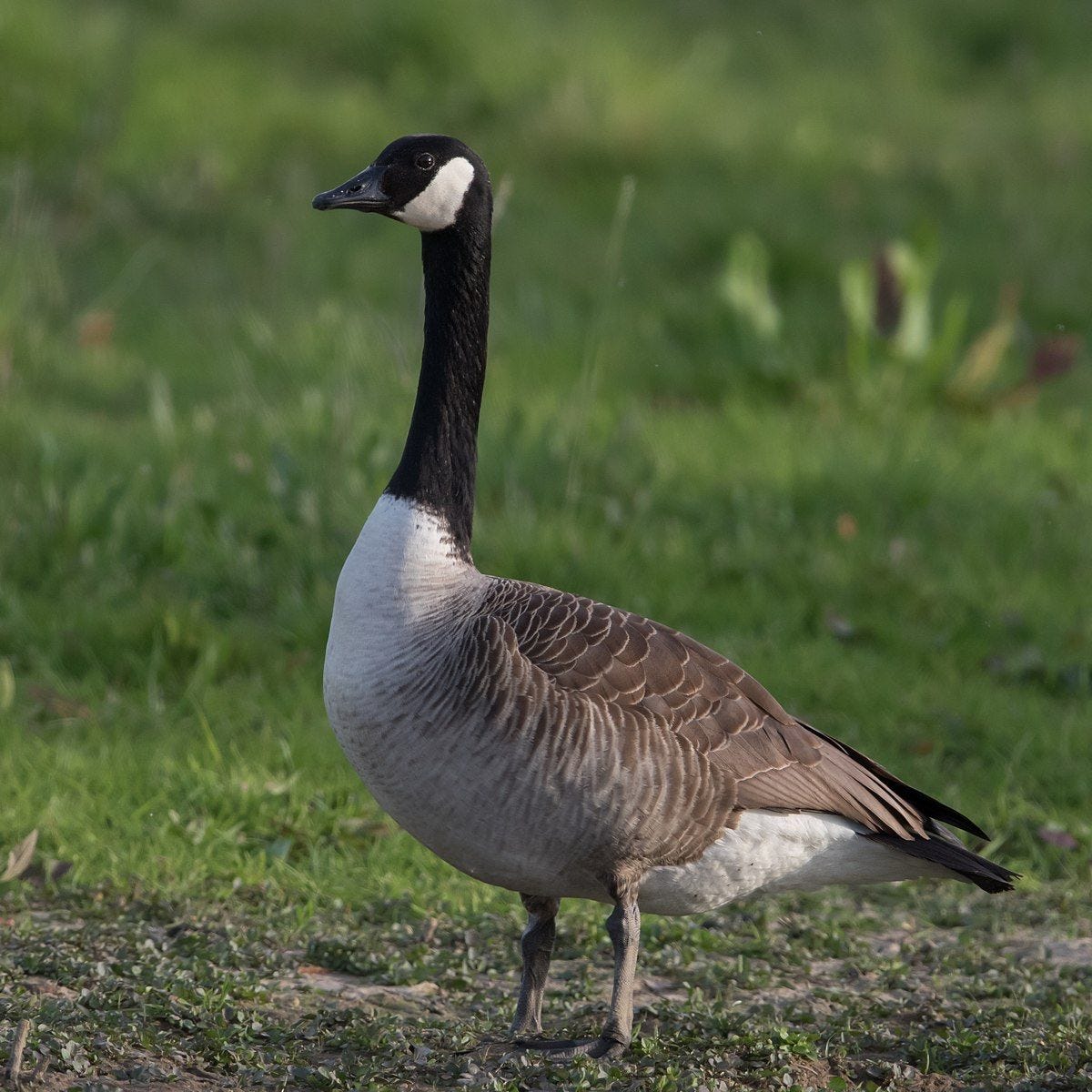 Canada goose (Branta canadensis) | United States; Canada | Canadian ...
