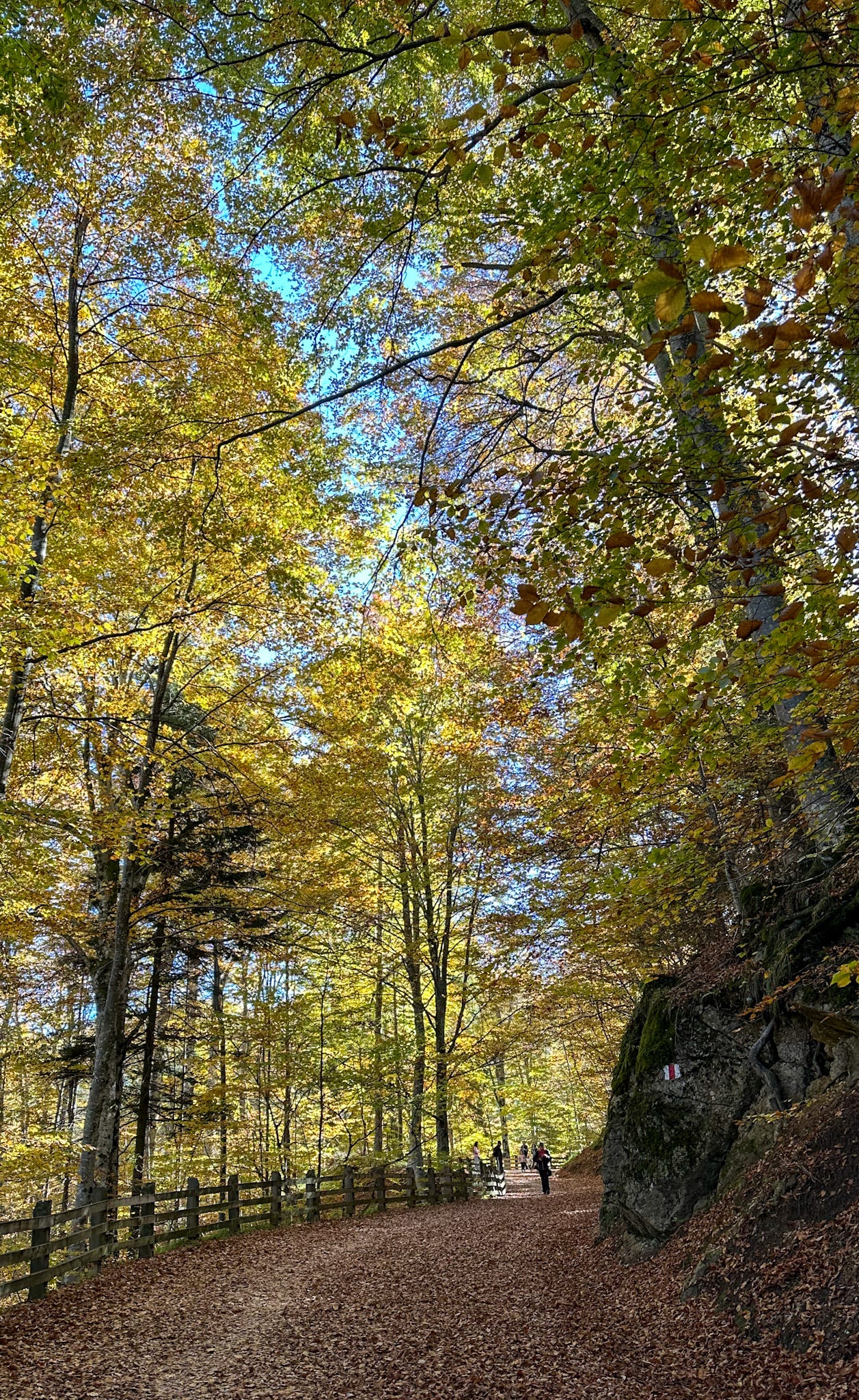 The “Old Road”. now a footpath, to Poiana Brasov, especially popular in autumn