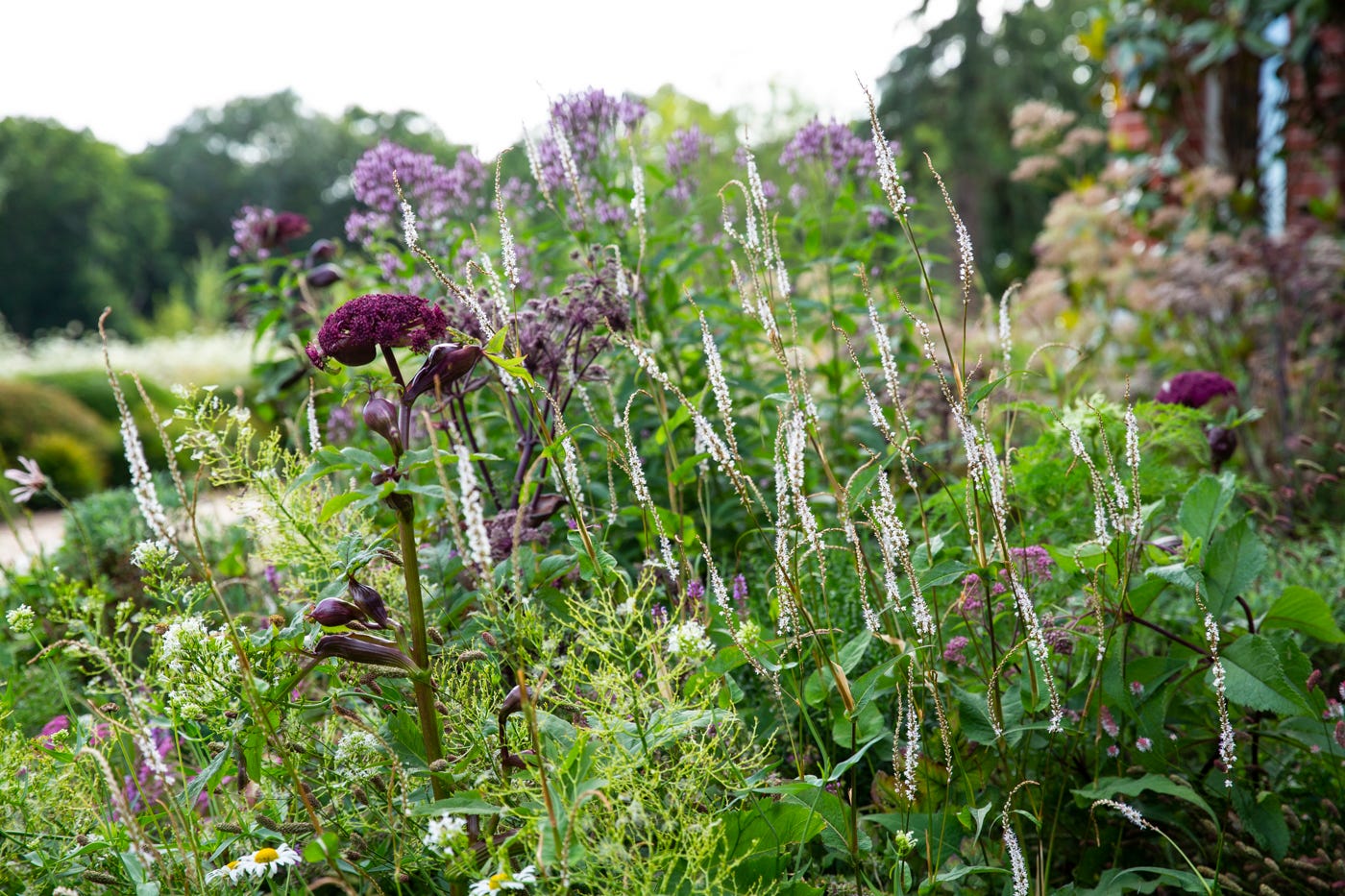 Tall white, purple and pink plants in long grass in a country garden