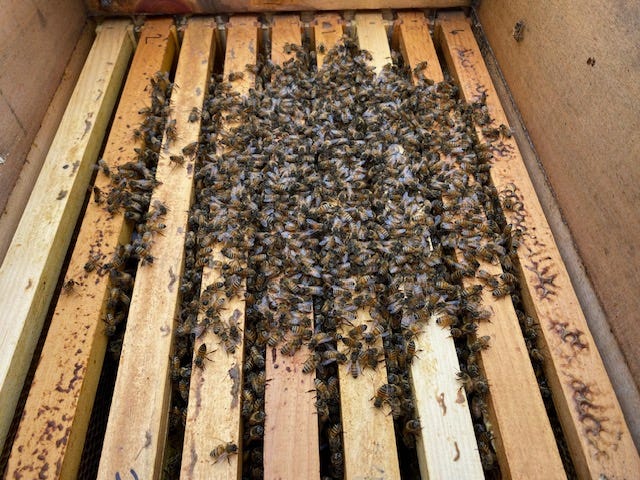 honey bees cluster on top frames of hive