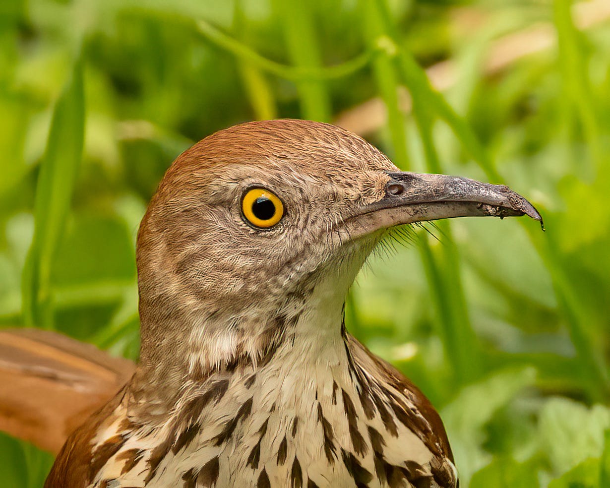 A brown thrasher in a close up photograph. The thrasher has a rusty color and deeply yellow eyes. This thrasher has mud and seeds on his beak.