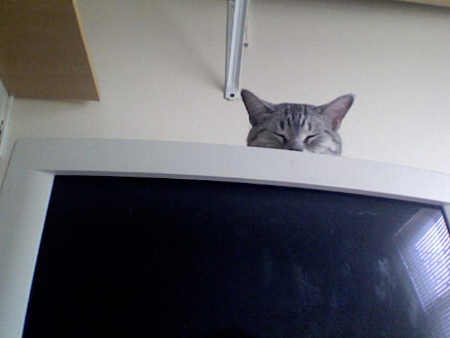 Arya sleeps on top of my old monitor