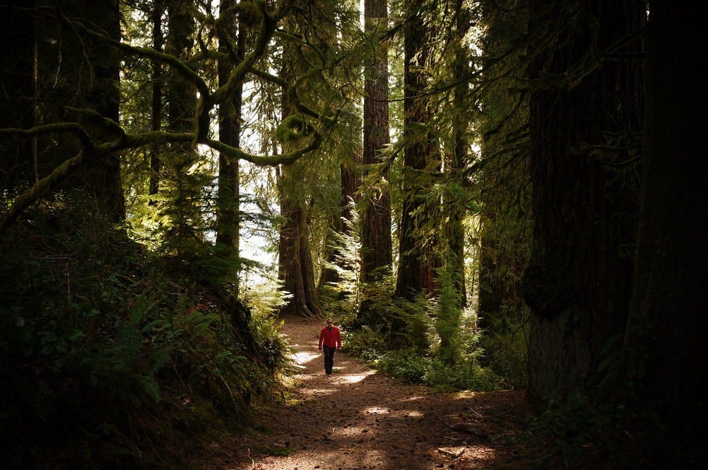 a hiker walks down a path among very old large trees