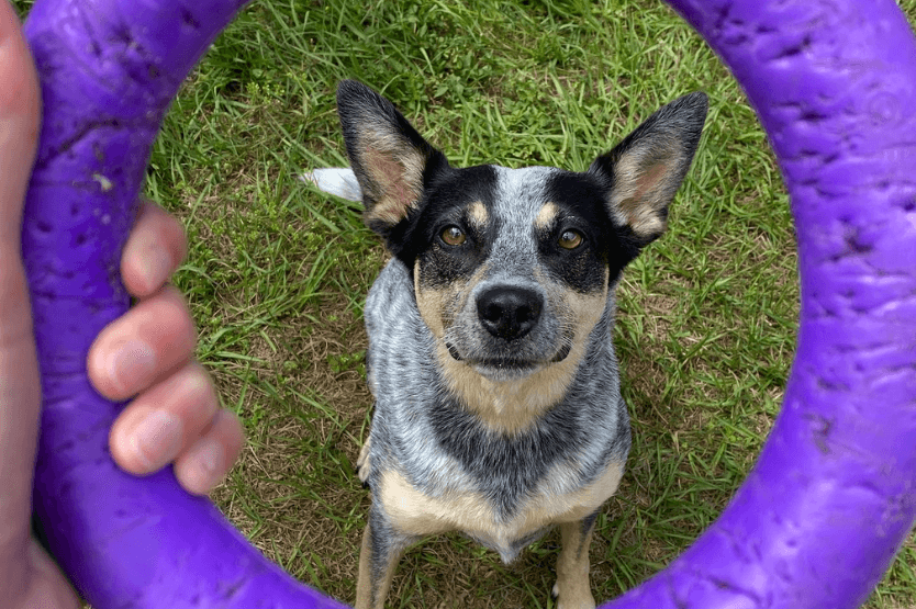 Scout the blue heeler poses sitting in the grass with her favorite puller tug ring in the foreground framing her