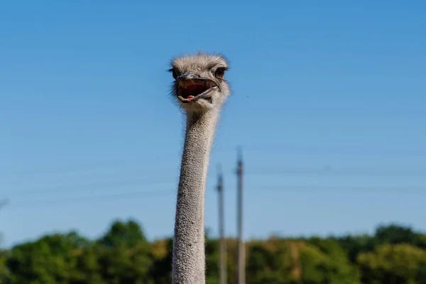 The mouth open ostrich Stock Photos, Royalty Free The mouth open ostrich  Images | Depositphotos