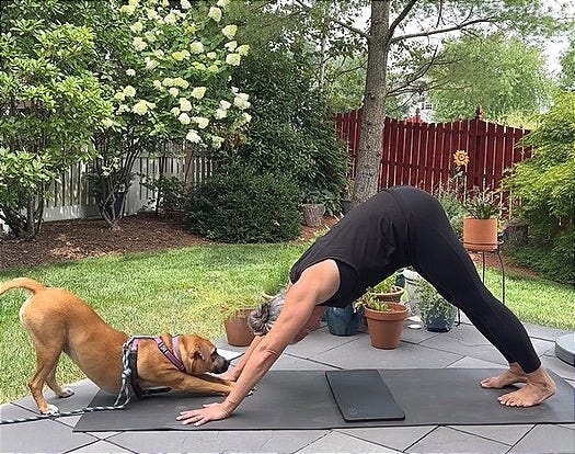 dogs, yoga with dogs, downward dog, yoga mat, yoga outside, stretch, embodied, somatic