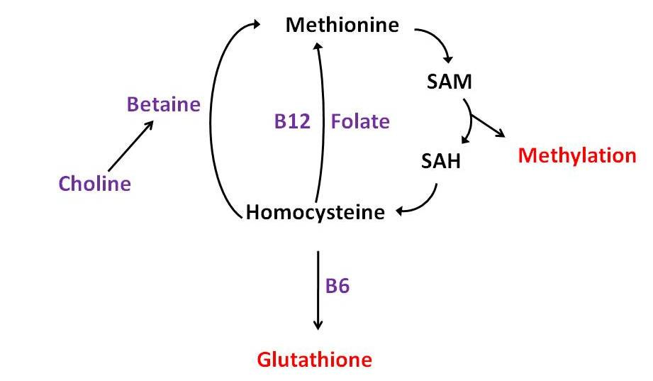 Vitamin B12 and folate spare the choline requirement.