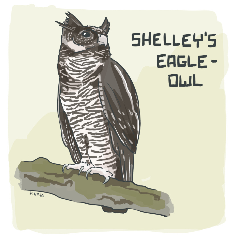 Digital art of an owl with horn-like feathers. He is dark brown and his front and part of his head are cream with dark brown stripes. He has two toes in front with large talons. He sits on a branch and looks up into the distance.