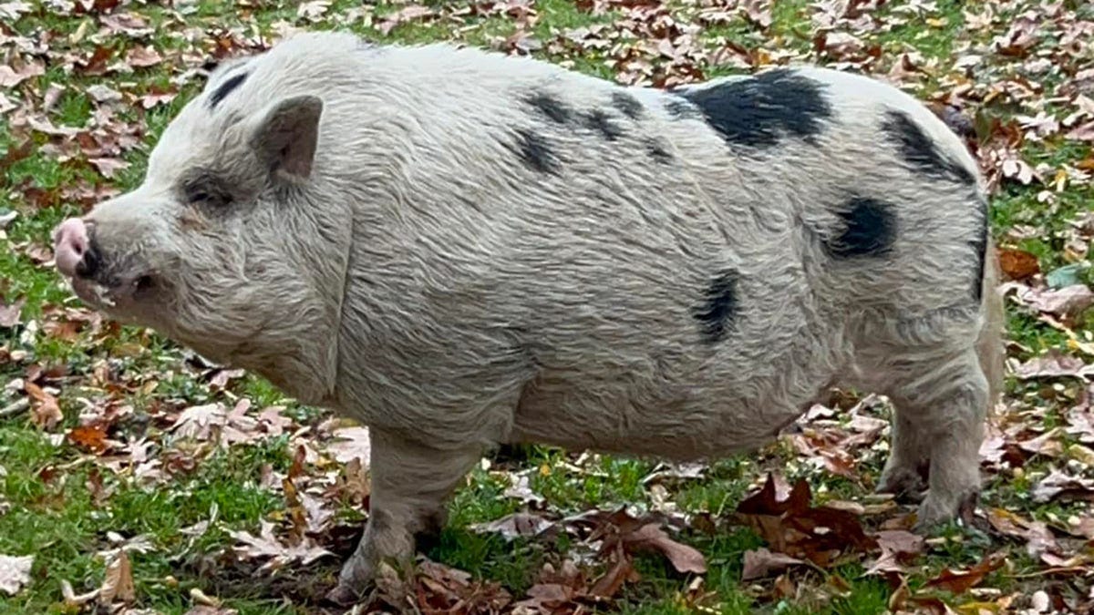 Kevin Bacon, a missing Pennsylvania pig, returns home after actor Kevin  Bacon's public plea | Fox News