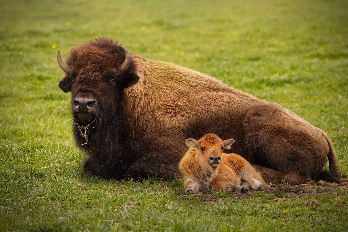 A bison cow resting with its calf