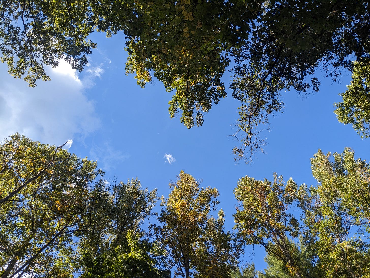 Blue sky with clouds and green trees.