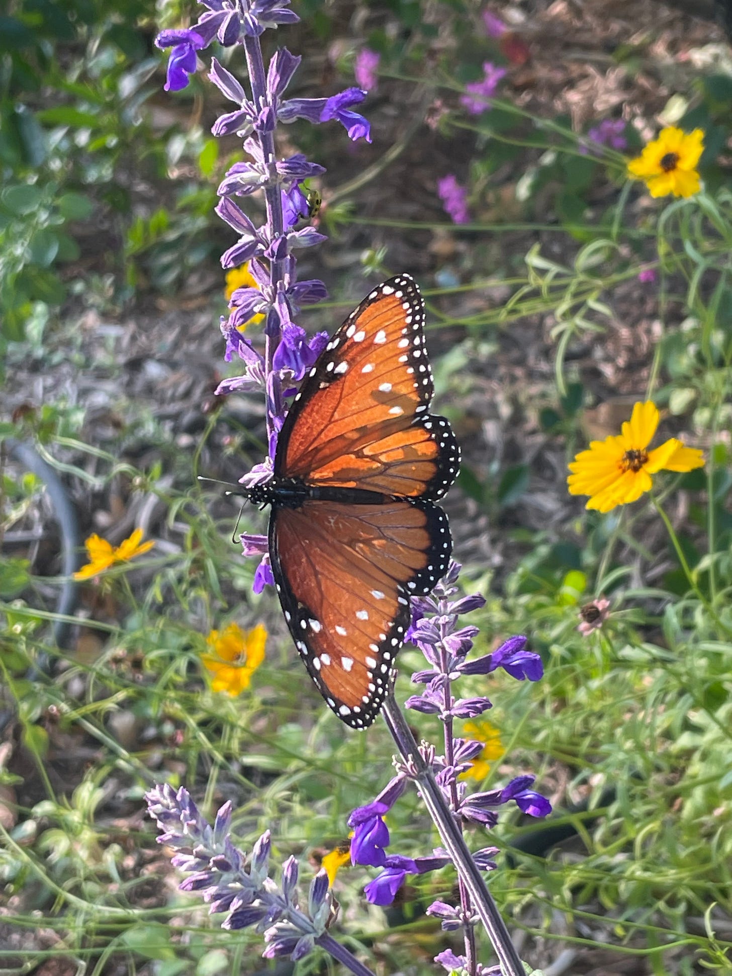 In the Overflow of Happy Taken Hold Of