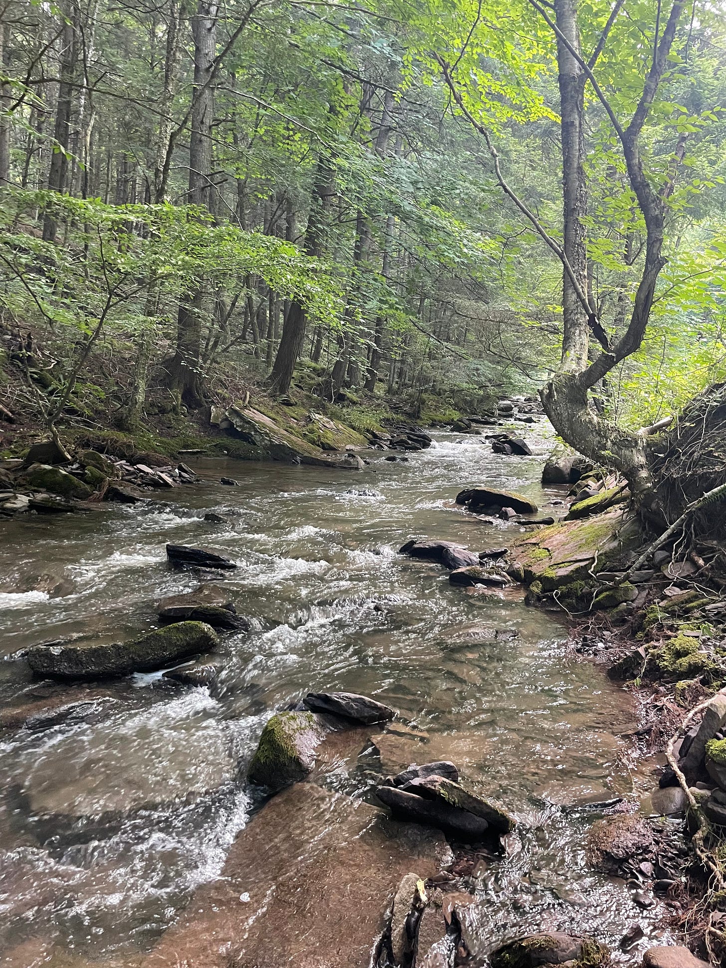 a forested stream with evergreens overhanging