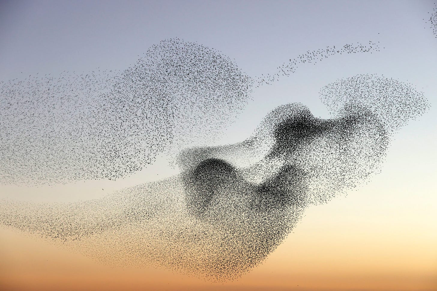 Breathtaking video and photographs of starling murmurations 5 years in the  making - Australian Geographic