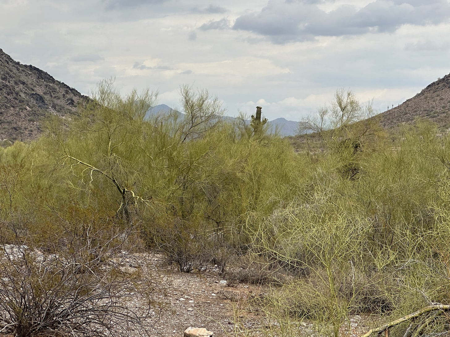 Phoenix desert 