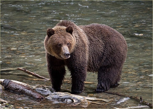 640px-Adult_grizzly_bear,_Bute_Inlet.jpg (640×457)