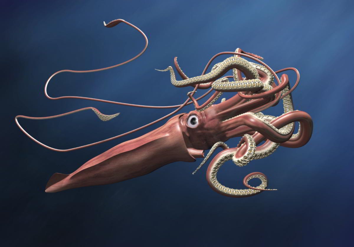 Calamar Gigante del Atlántico | Wiki Reino Animalia | Fandom