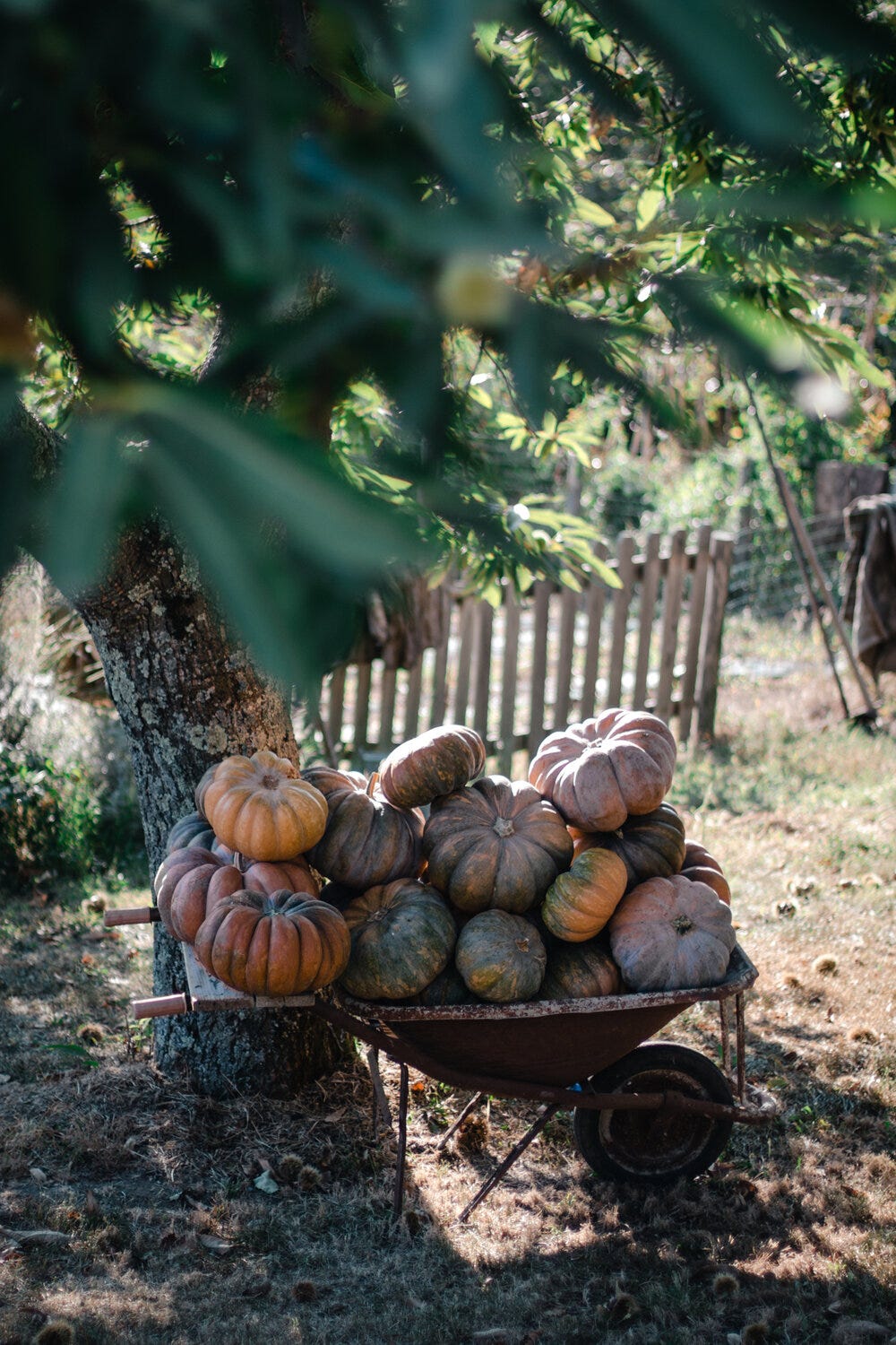 Tuscia-experiece-by-Saghar-Setareh-pasta-guanciale-pears 30.jpg Tuscia-experiece-by-Saghar-Setareh-pasta-guanciale-pears 30.jpg