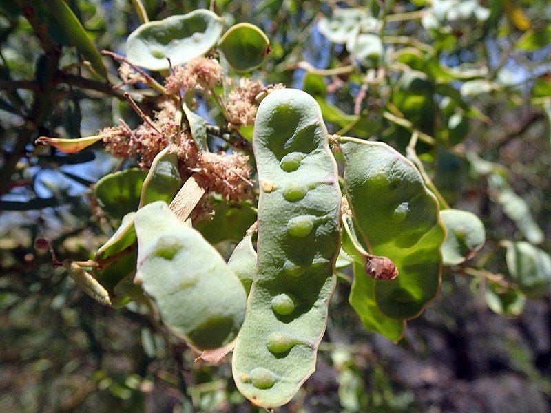 Acacia victoriae [Green pods wikicommons].jpg