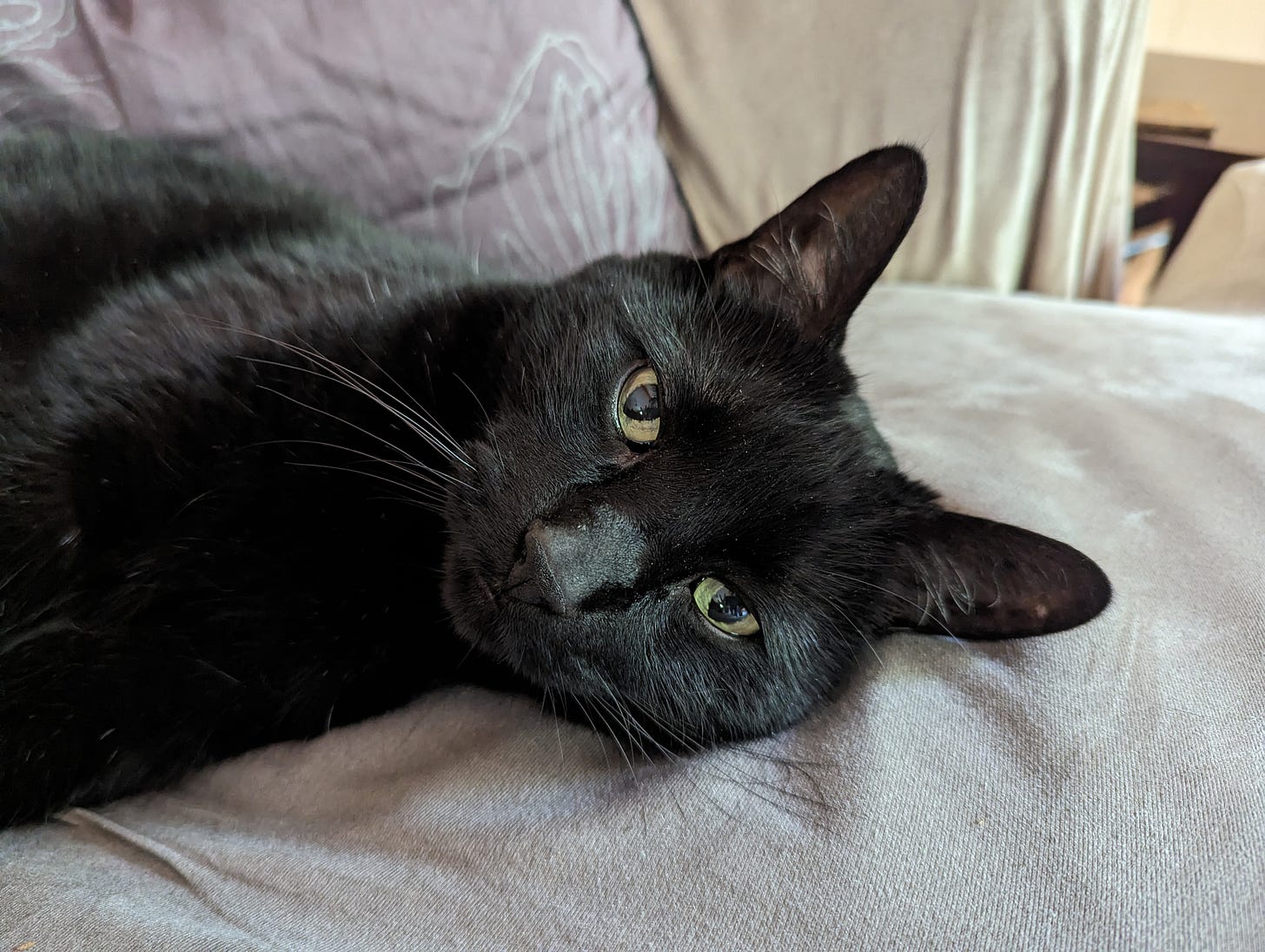 A black cat lies on a khaki-colored couch with a purple pillow in the background. His eyes are wide.