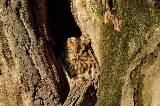 Tawny Owl in typical nest site.