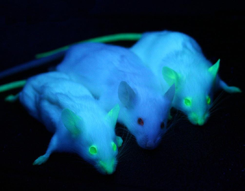 A group of white mice with glowing eyes

Description automatically generated