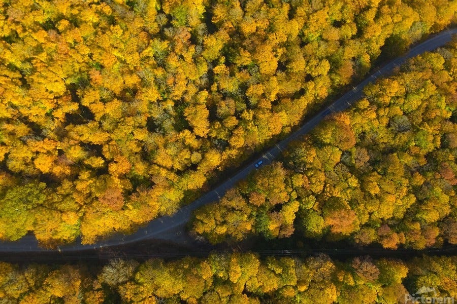 Two Roads Diverged In A Yellow Wood by Good Noise Wall Art