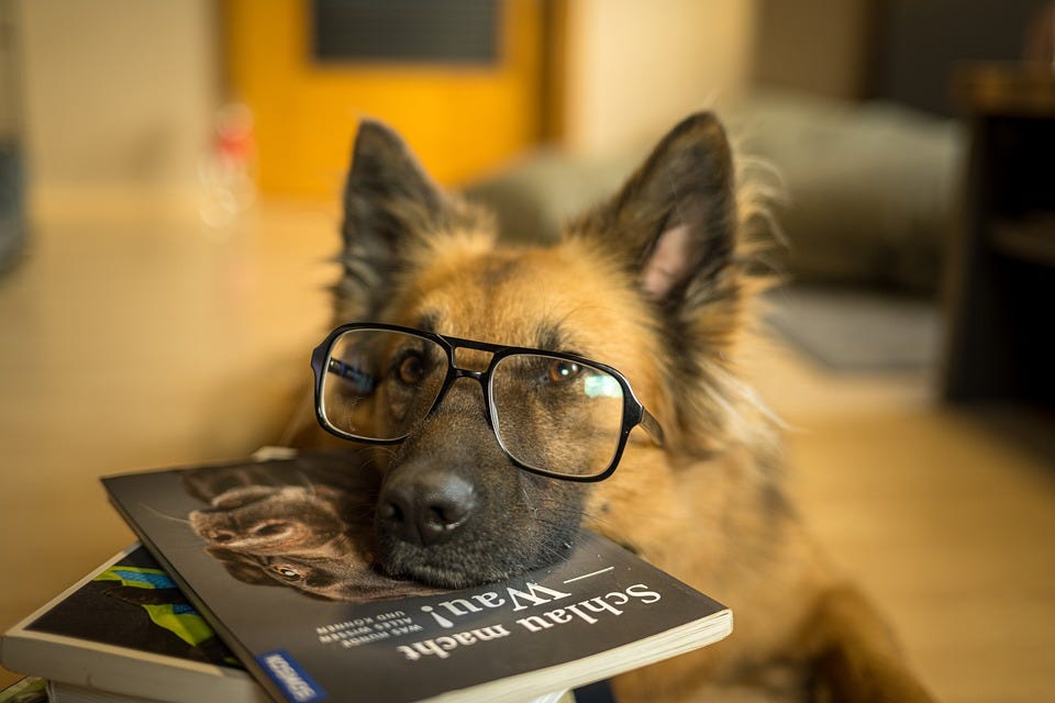 Dog Glasses Book - Free photo on Pixabay
