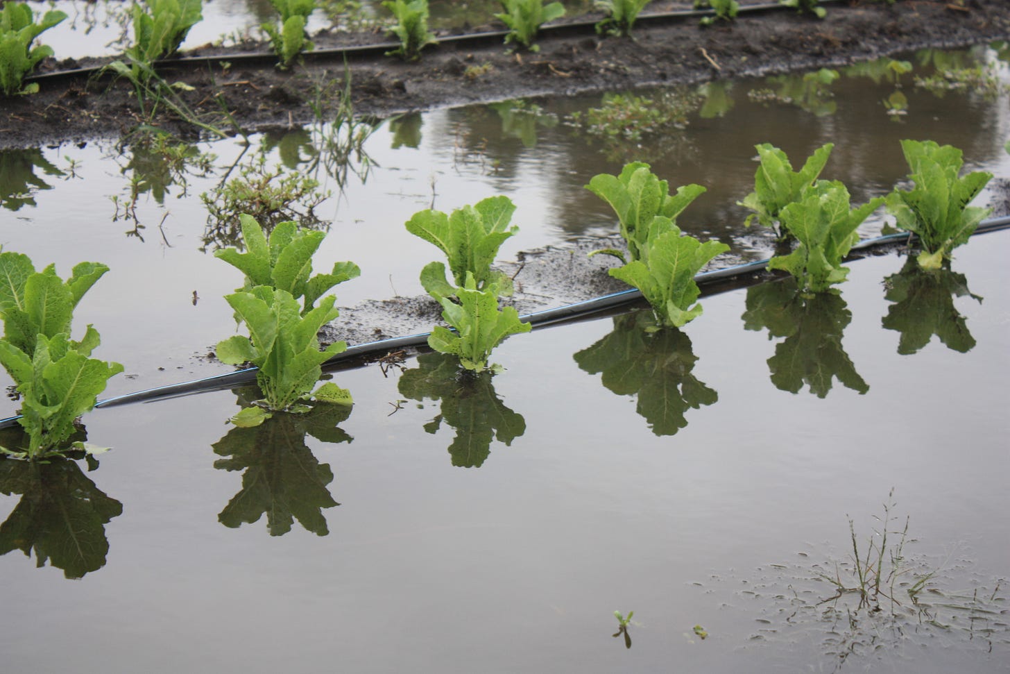 Lettuce in a wet September at GFF