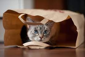 Why Do We Say "Cat's Out of the Bag"? | Trusted Since 1922