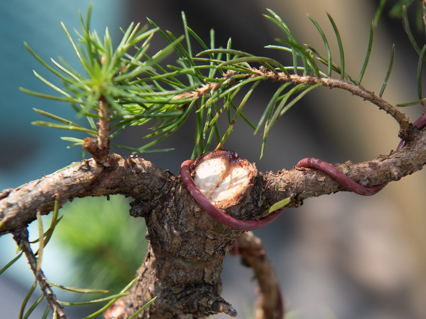 ID: Pruning scar on dwarf Alberta spruce bonsai, with sap flowing from the wound