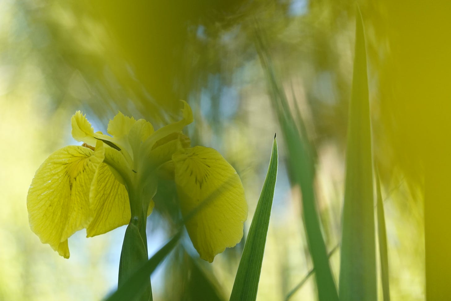 Low level and close up view of the flower and leaves of yellow flag iris (Iris pseudacorus)