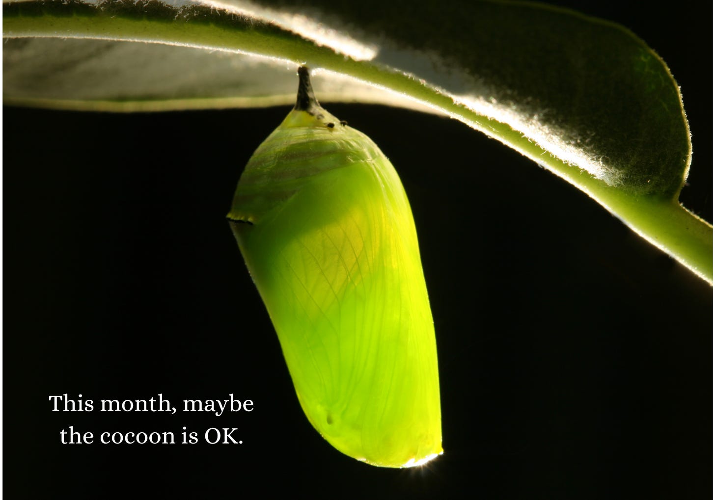 A green cocoon hanging from a branch. Text reads: This month, maybe the cocoon is OK.